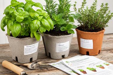 Kit de huerta urbana con plantines de albahaca, menta y romero en macetas recicladas